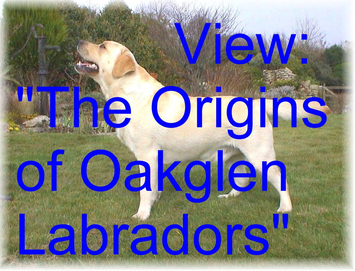 View Origins of the Oakglen Labrador